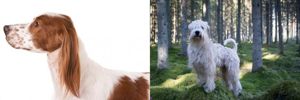Soft-Coated Wheaten Terrier vs Irish Red and White Setter - Breed Comparison