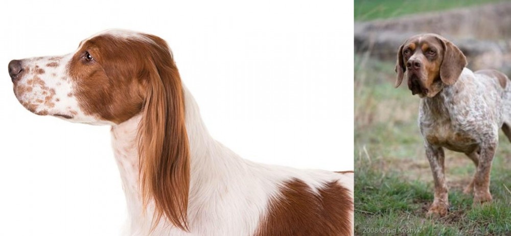 Spanish Pointer vs Irish Red and White Setter - Breed Comparison
