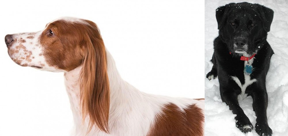 St. John's Water Dog vs Irish Red and White Setter - Breed Comparison