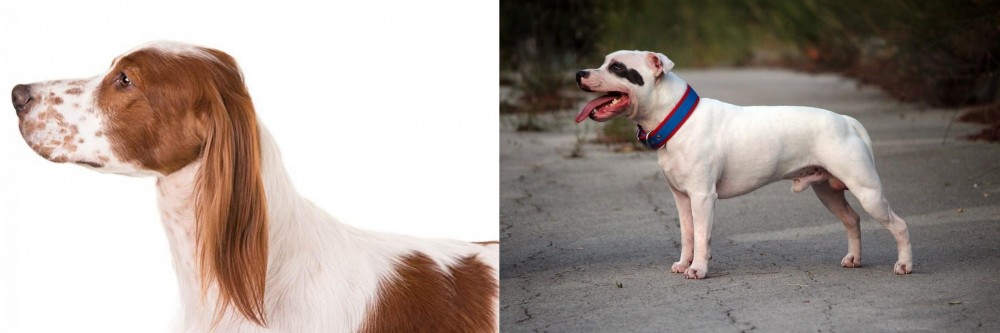 Staffordshire Bull Terrier vs Irish Red and White Setter - Breed Comparison