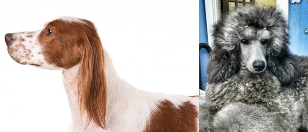 Standard Poodle vs Irish Red and White Setter - Breed Comparison