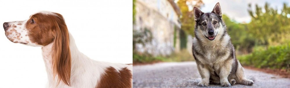 Swedish Vallhund vs Irish Red and White Setter - Breed Comparison