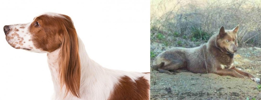 Tahltan Bear Dog vs Irish Red and White Setter - Breed Comparison