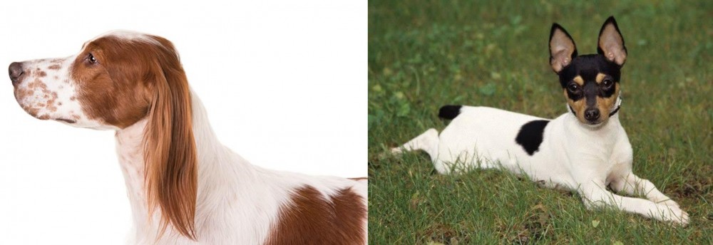 Toy Fox Terrier vs Irish Red and White Setter - Breed Comparison