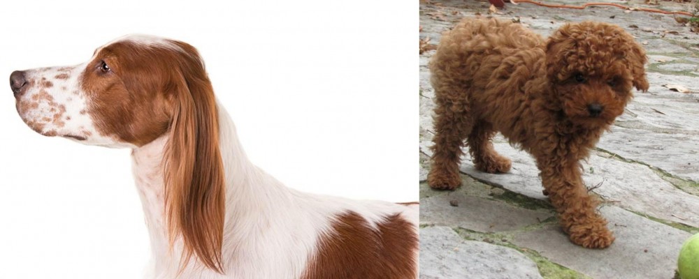 Toy Poodle vs Irish Red and White Setter - Breed Comparison