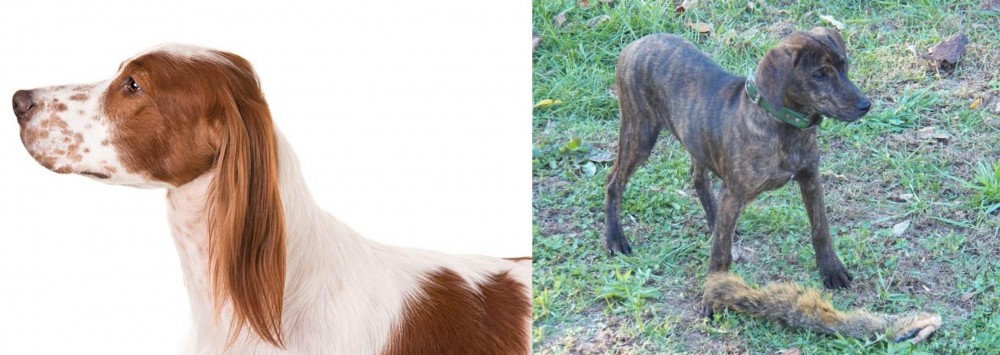 Treeing Cur vs Irish Red and White Setter - Breed Comparison