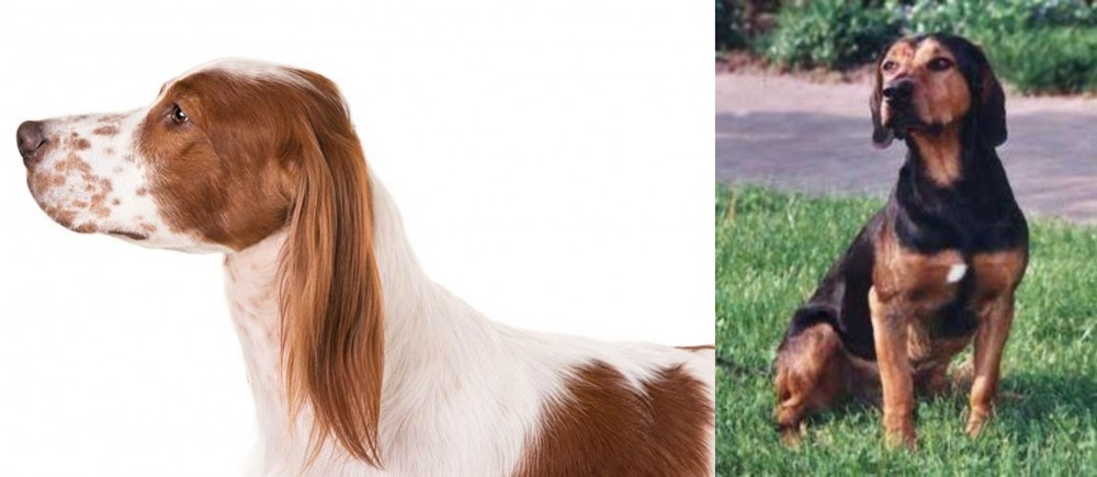 Tyrolean Hound vs Irish Red and White Setter - Breed Comparison