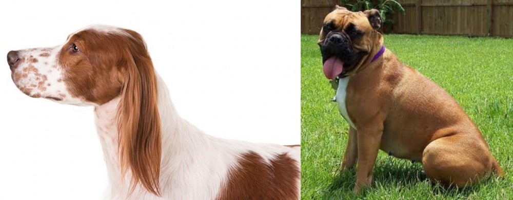 Valley Bulldog vs Irish Red and White Setter - Breed Comparison