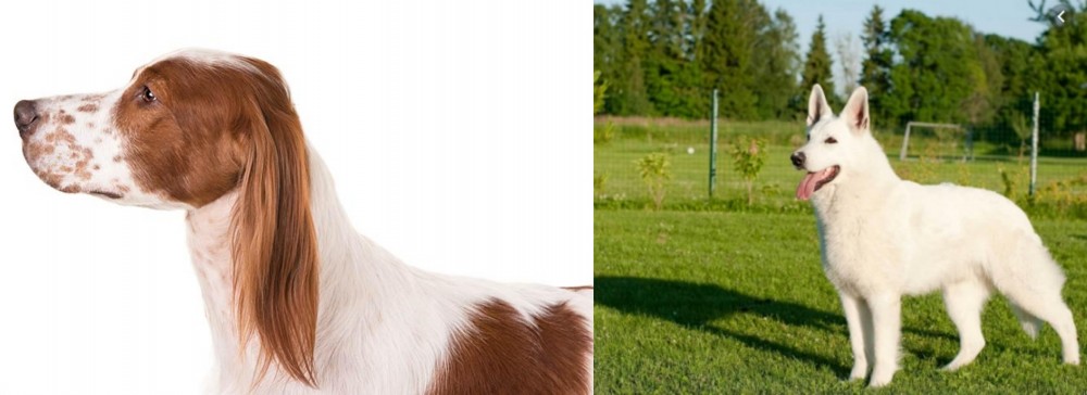White Shepherd vs Irish Red and White Setter - Breed Comparison