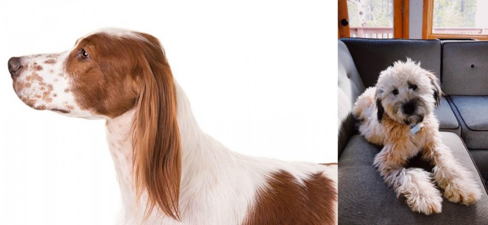 Whoodles vs Irish Red and White Setter - Breed Comparison