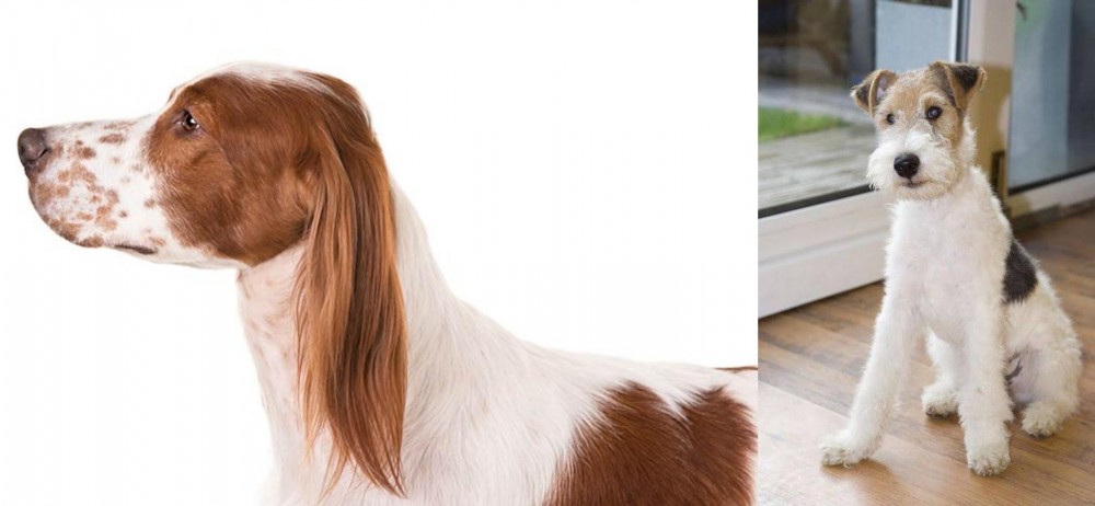 Wire Fox Terrier vs Irish Red and White Setter - Breed Comparison
