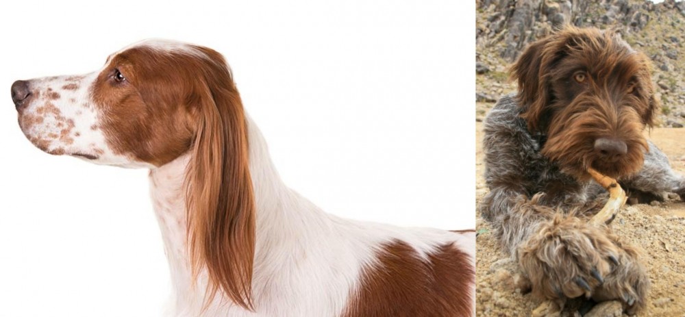 Wirehaired Pointing Griffon vs Irish Red and White Setter - Breed Comparison
