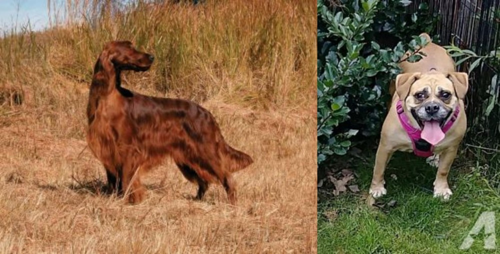 Beabull vs Irish Setter - Breed Comparison