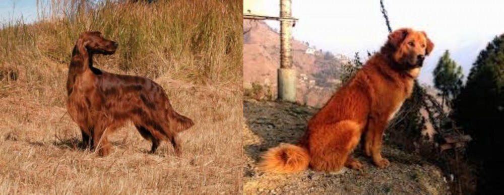 Himalayan Sheepdog vs Irish Setter - Breed Comparison