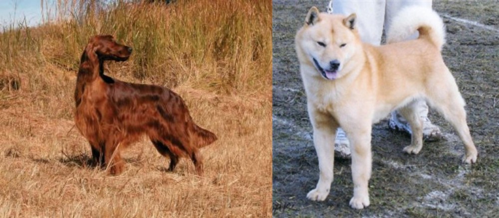 Hokkaido vs Irish Setter - Breed Comparison