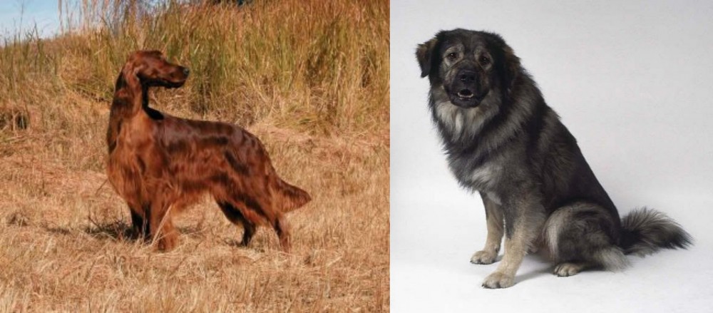 Istrian Sheepdog vs Irish Setter - Breed Comparison