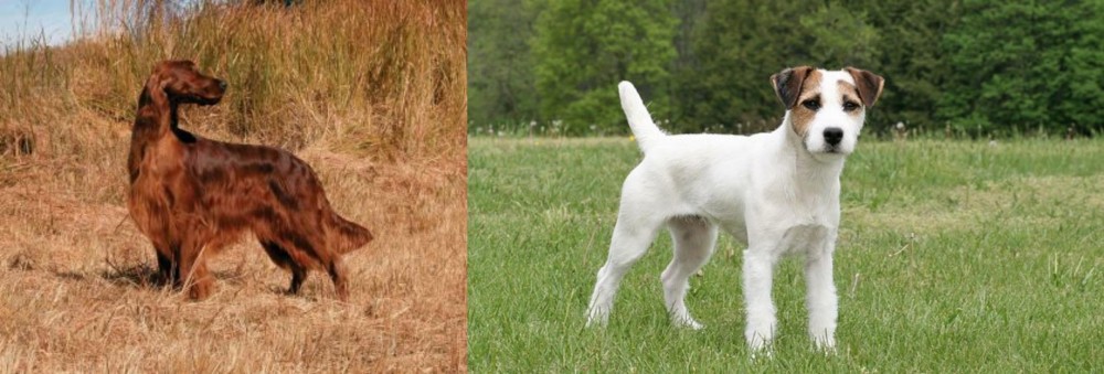 Jack Russell Terrier vs Irish Setter - Breed Comparison