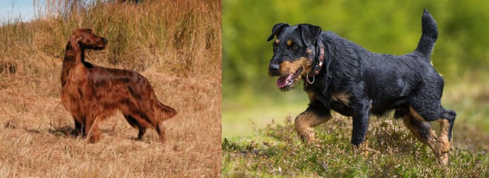 Jagdterrier vs Irish Setter - Breed Comparison