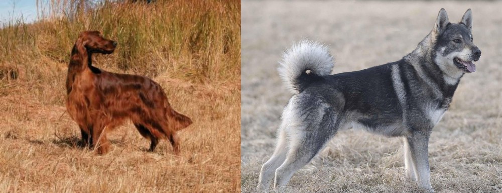 Jamthund vs Irish Setter - Breed Comparison