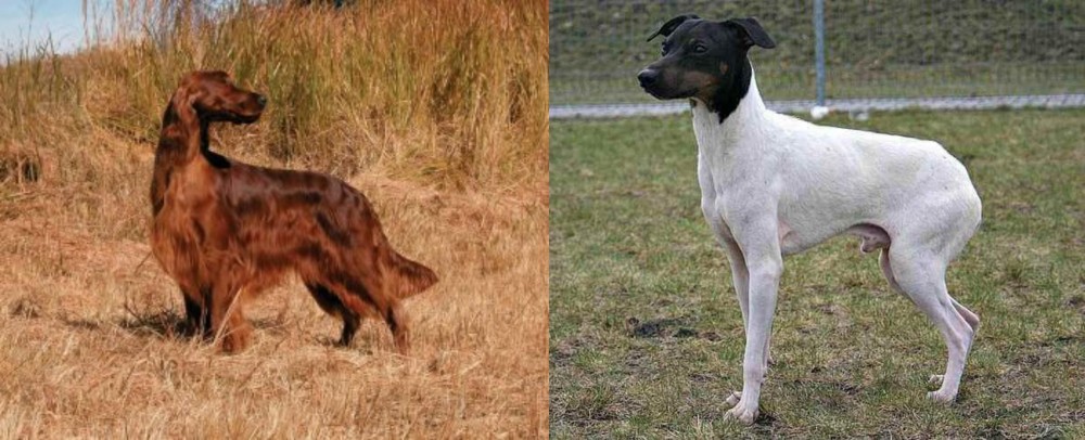 Japanese Terrier vs Irish Setter - Breed Comparison