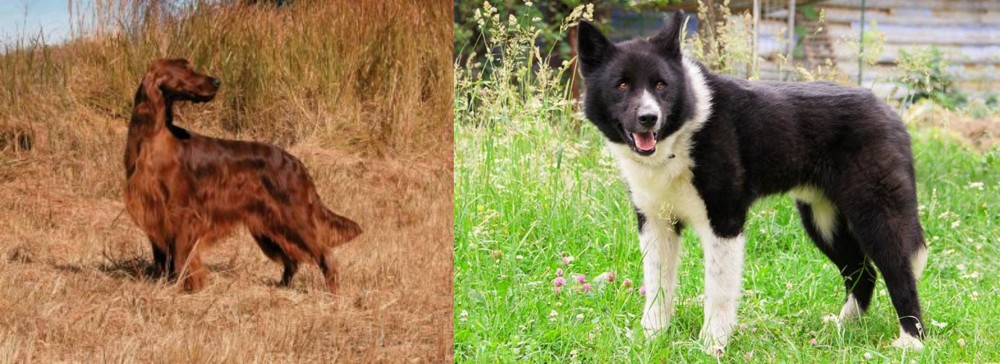 Karelian Bear Dog vs Irish Setter - Breed Comparison