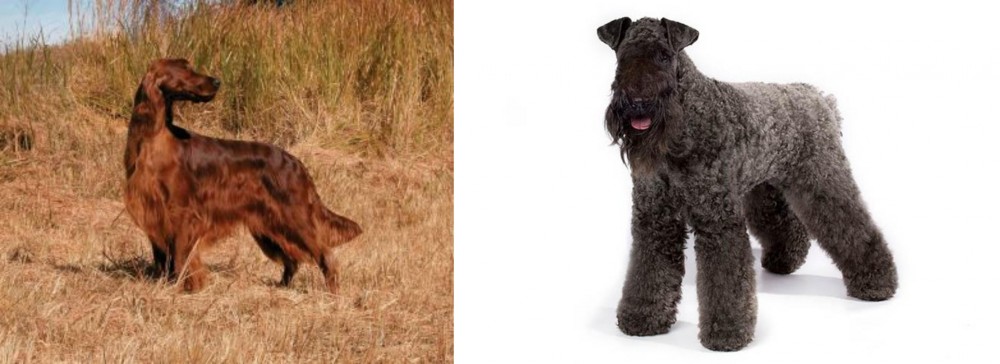 Kerry Blue Terrier vs Irish Setter - Breed Comparison