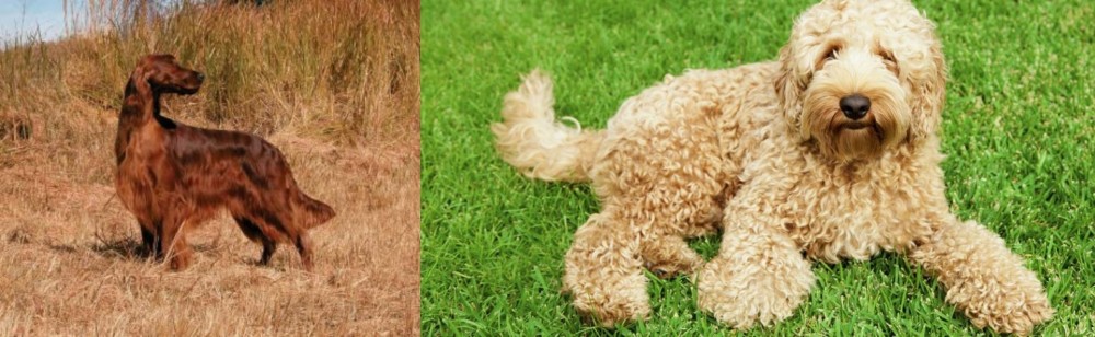 Labradoodle vs Irish Setter - Breed Comparison