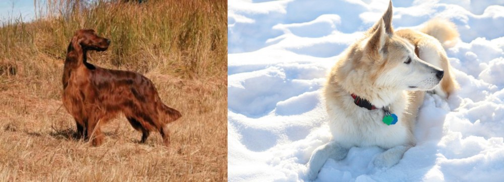 Labrador Husky vs Irish Setter - Breed Comparison