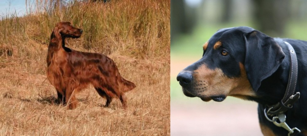 Lithuanian Hound vs Irish Setter - Breed Comparison