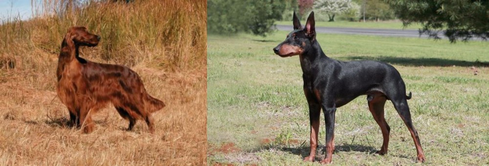 Manchester Terrier vs Irish Setter - Breed Comparison