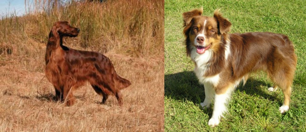 Miniature Australian Shepherd vs Irish Setter - Breed Comparison