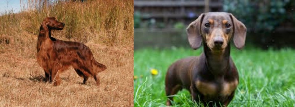 Miniature Dachshund vs Irish Setter - Breed Comparison