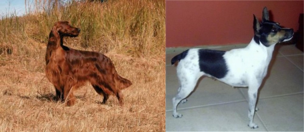 Miniature Fox Terrier vs Irish Setter - Breed Comparison