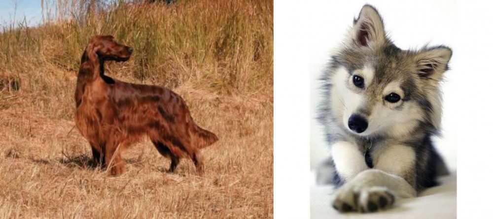 Miniature Siberian Husky vs Irish Setter - Breed Comparison