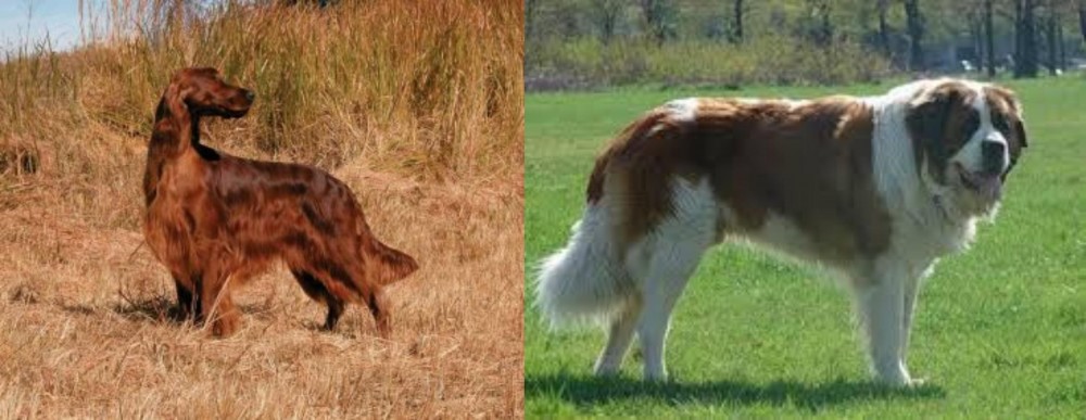 Moscow Watchdog vs Irish Setter - Breed Comparison