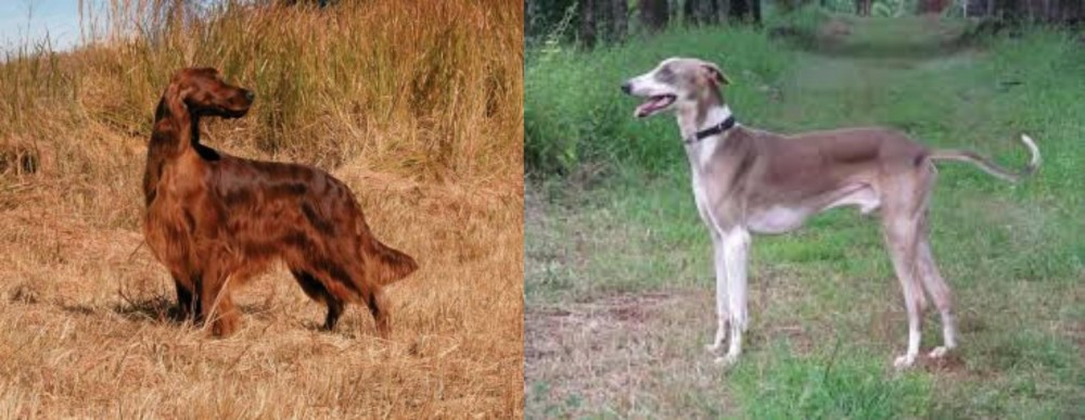 Mudhol Hound vs Irish Setter - Breed Comparison