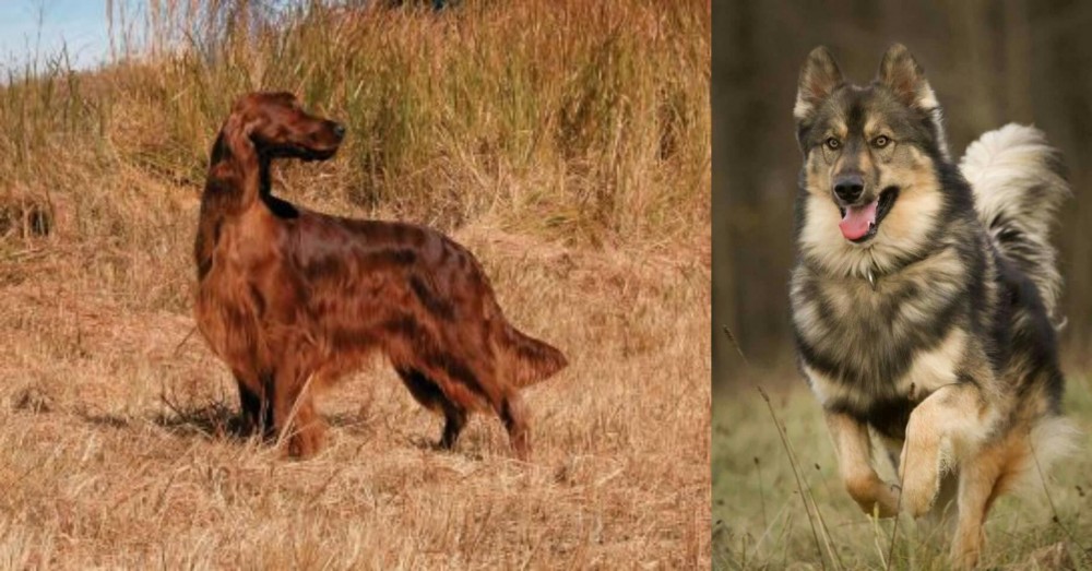Native American Indian Dog vs Irish Setter - Breed Comparison