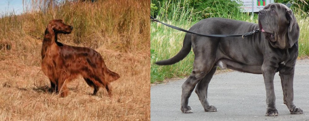 Neapolitan Mastiff vs Irish Setter - Breed Comparison