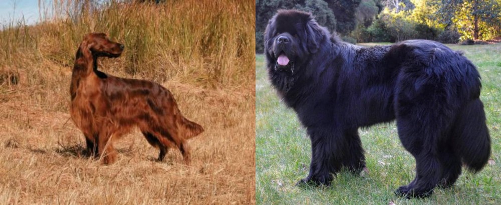 Newfoundland Dog vs Irish Setter - Breed Comparison