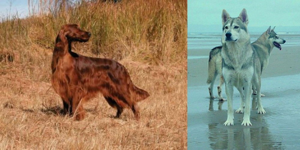 Northern Inuit Dog vs Irish Setter - Breed Comparison