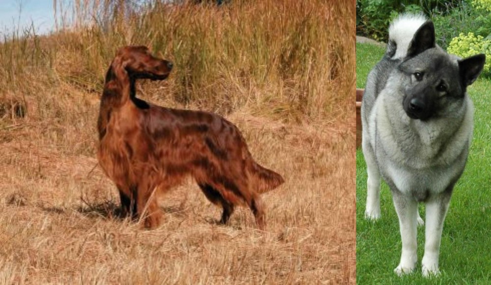 Norwegian Elkhound vs Irish Setter - Breed Comparison