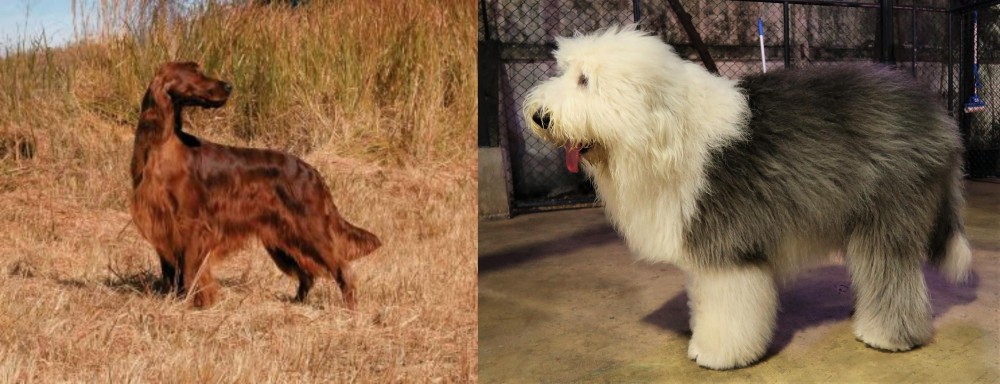 Old English Sheepdog vs Irish Setter - Breed Comparison