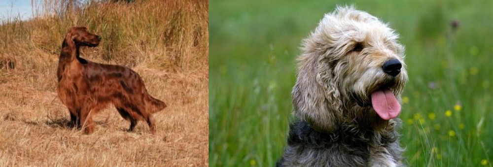 Otterhound vs Irish Setter - Breed Comparison