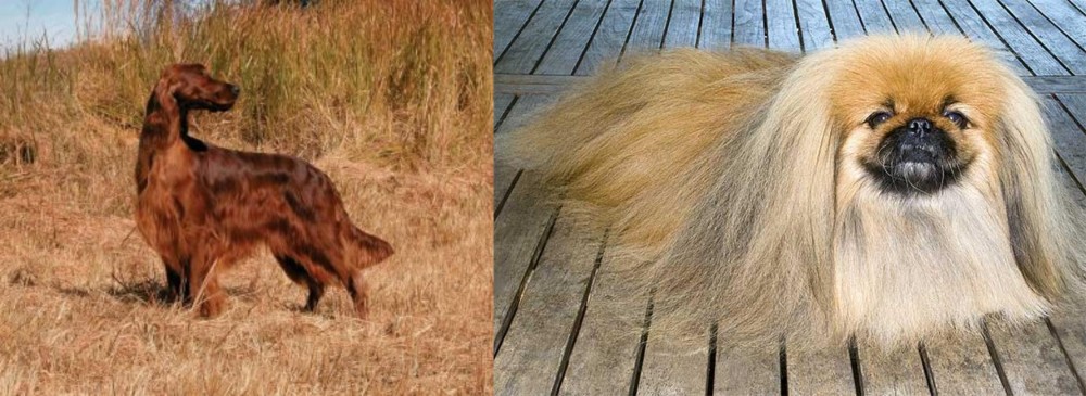 Pekingese vs Irish Setter - Breed Comparison