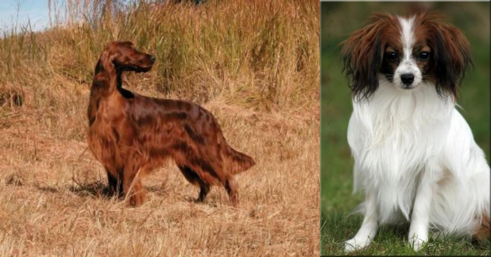 Phalene vs Irish Setter - Breed Comparison