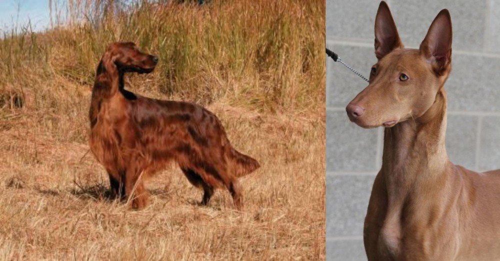 Pharaoh Hound vs Irish Setter - Breed Comparison