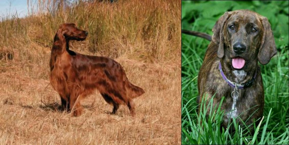 Plott Hound vs Irish Setter - Breed Comparison