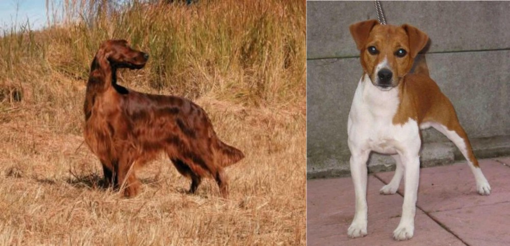 Plummer Terrier vs Irish Setter - Breed Comparison