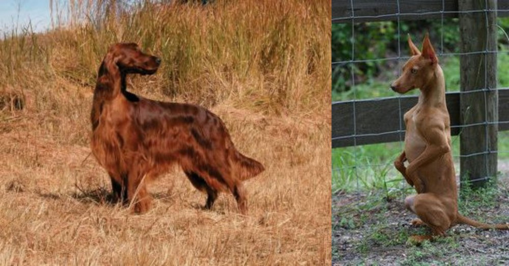 Podenco Andaluz vs Irish Setter - Breed Comparison