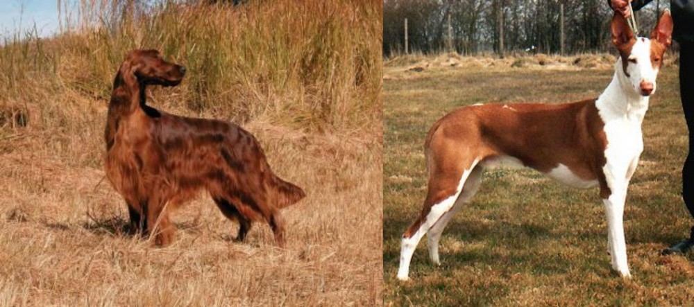 Podenco Canario vs Irish Setter - Breed Comparison